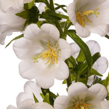 Campanule à grosses fleurs doubles - Campanula medium