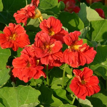 Graines de Capucine Cream Troika -Tropaeolum majus.