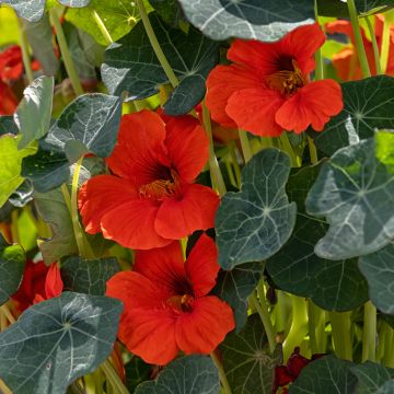 Graines de Capucine naine Princess of India - Tropaeolum majus