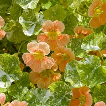 Graines de Capucine Tip-Top Apricot - Tropaeolum majus