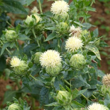 Graines de Tournesol Prado Yellow