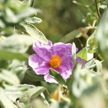 Graines de Ciste cotonneux - Cistus albidus