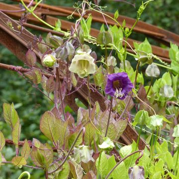 Graines de Cobée grimpante Alba - Cobaea scandens