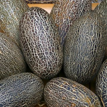 Concombre Jogger F1 Hybrid - Cucumis sativus