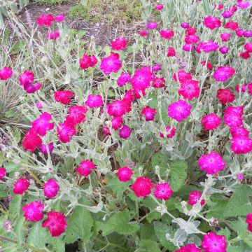Graines de Lychnis coronaria Dancing Ladies - Coquelourde des Jardins en mélange