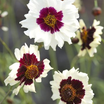Graines de Coréopsis hybrides Incredible Dwarf Mix - Coreopsis X Incredible Dwarf Mix 