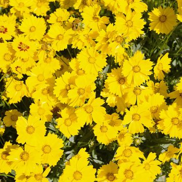 Coreopsis Grandiflora Presto 