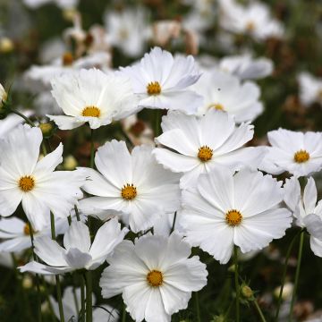 Graines de Cosmos à grandes fleurs Rubenza - Cosmos bipinnatus