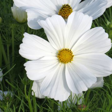 Graines de Cosmos Sonata White - Cosmos bipinnatus