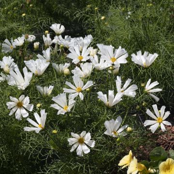 Graines de Cosmos Xanthos - Cosmos bipenné jaune pâle