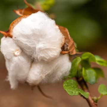 Graines de Coton - Gossypium herbaceum
