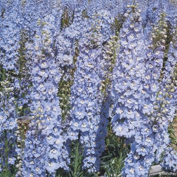Delphinium Hybridum Pacific Giants Mixed 