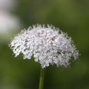 Graines de Centaurée scabieuse - Centaurea scabiosa