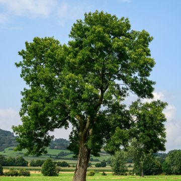 Graines de Frêne - Fraxinus excelsior
