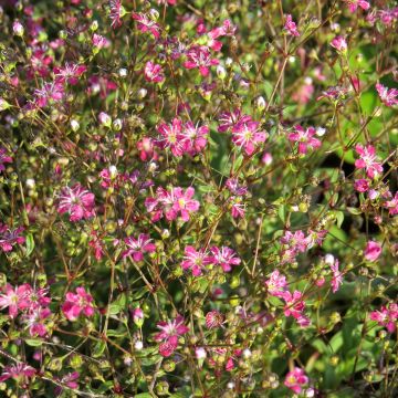 Graines de Gypsophile elegans Covent Garden - Gypsophila Elegans
