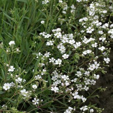 Graines de Gypsophile paniculée Œillet d’Amour