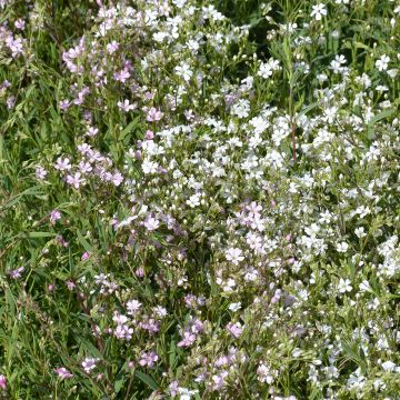 Graines de Gypsophile paniculée Œillet d’Amour