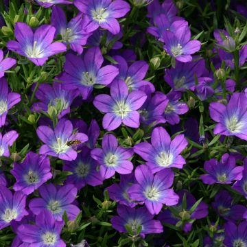 Legousia Pentagonia Looking Glass 