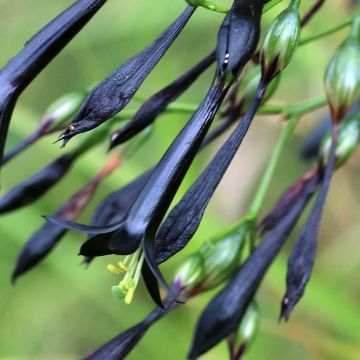 Graines de Lisianthius nigrescens - Fleur de la mort