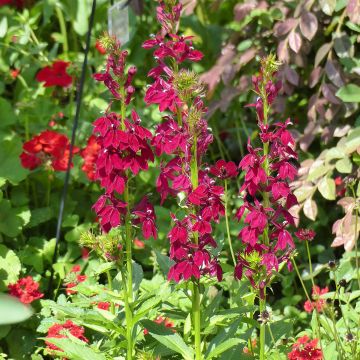 Graines de Lobelia speciosa Fan Burgundy (graines enrobées)