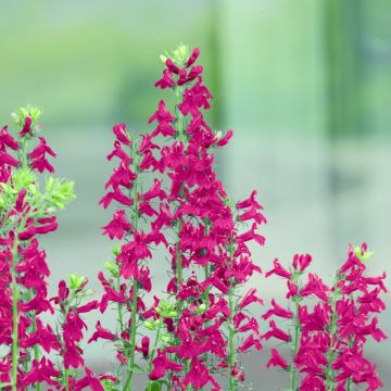 Graines de Lobelia speciosa Fan Scarlet (graines enrobées)