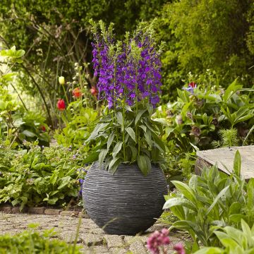 Graines de Lobelia speciosa Starship Blue (graines enrobées)