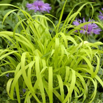 Graines de Panicum elegans QIS(R) Sprinkles