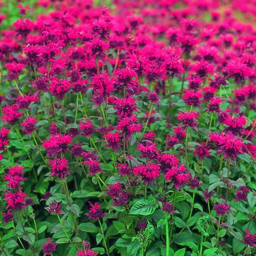 Monarda Didyma T&M Superb Mixed 