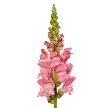 Graines de Muflier Royal Bride - Antirrhinum majus