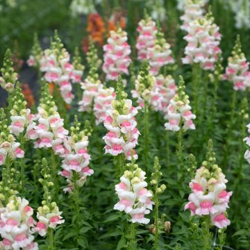 Graines de Muflier hybridePurple Twist F1 - Antirrhinum majus