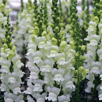 Graines de Muflier hybridePurple Twist F1 - Antirrhinum majus