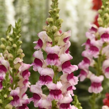 Graines de Muflier hybridePurple Twist F1 - Antirrhinum majus