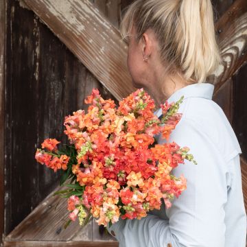 Graines de Muflier double Madame Butterfly Bronze 