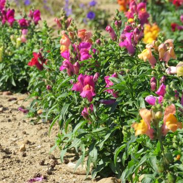 Graines de Muflier nain hybride Twinny Peach F1 Hybrid - Antirrhinum nanum