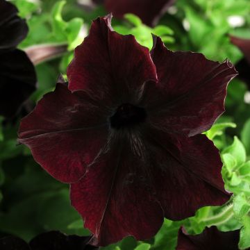 Petunia Sophistica Blue Morn F1 Hybrid 