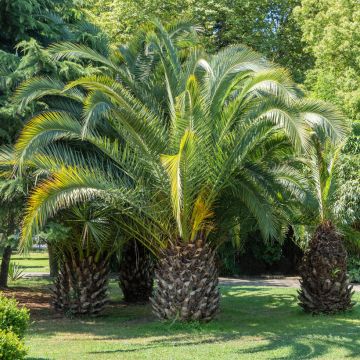 Phoenix canariensis - Palmier, Dattier des Canaries.