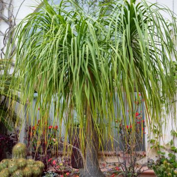 Phoenix canariensis - Palmier, Dattier des Canaries.