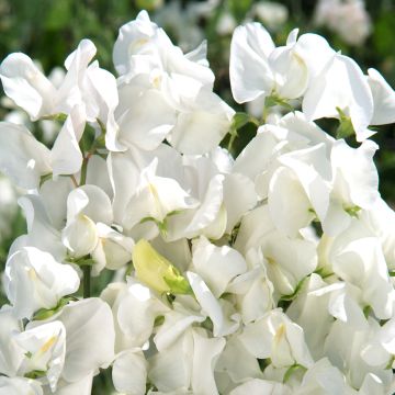 Graines de Pois de Senteur Spencer Royal Wedding - Lathyrus odoratus