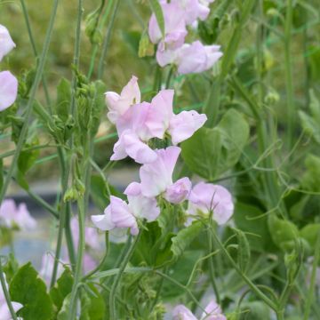 Graines de Pois de senteur Winter Sunshine Navy - Lathyrus odoratus