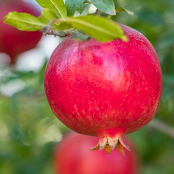 Graines de Punica granatum  - Grenadier à fruits