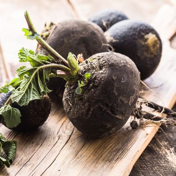 Radis noir long maraicher NT - Ferme de Sainte Marthe