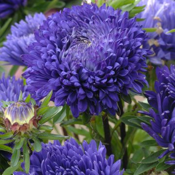 Graines de Reine-Marguerite Matsumoto Formula Mixture - Callistephus chinensis