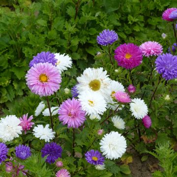 Graines de Reine-marguerite Reine des Halles Mix - Callistephus chinensis