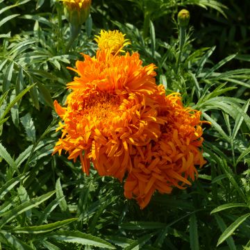 Graines de Rose d'Inde Eskimo - Tagetes erecta nana