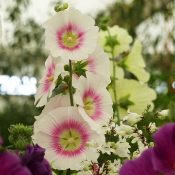 Graines de rose trémière Halo Cream - Alcea rosea