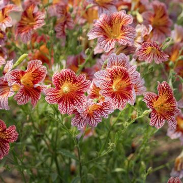 Graines de Salpiglossis Black Trumpets