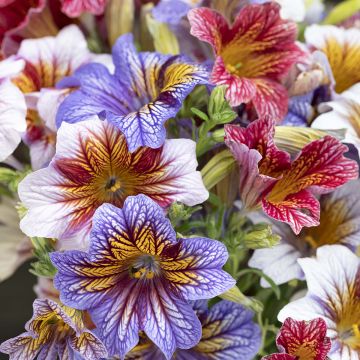 Graines de Salpiglossis Black Trumpets