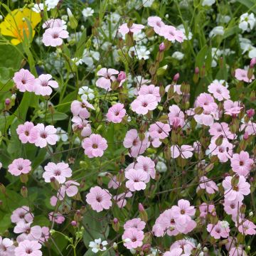 Saponaire de Montpellier - Saponaria ocymoides