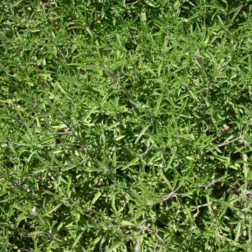 Sarriette annuelle AB - Ferme de Ste Marthe