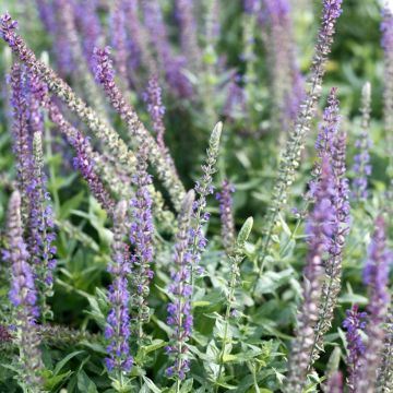Salvia Horminum Claryssa Mixed 